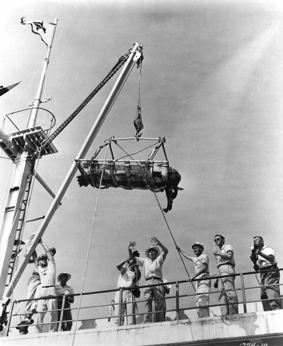 Pomsta netvora
(1955)