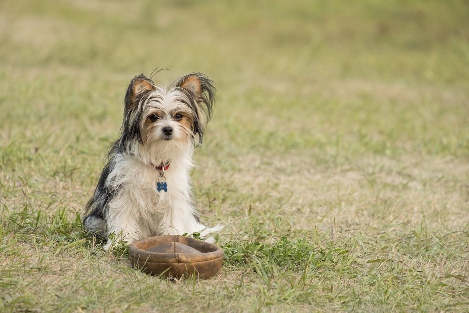 Psí poslání 2
(2019)