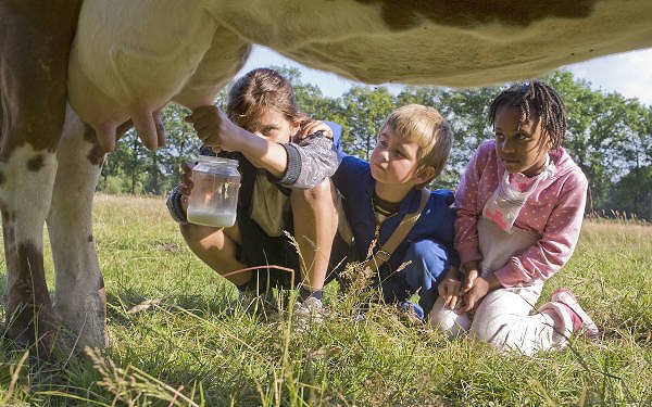 Žáby a ropuchy
(2009)